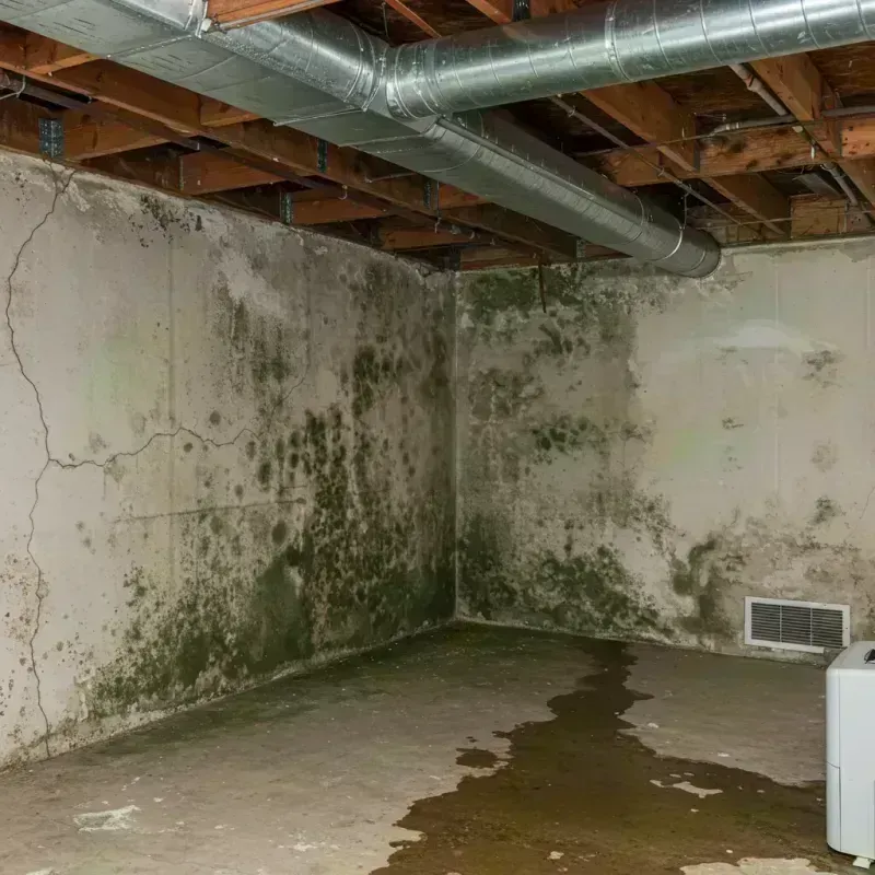 Professional Mold Removal in Lafayette County, MO